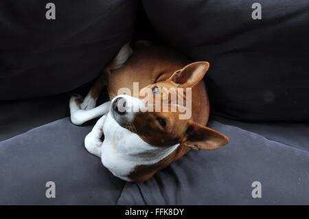 Basenji Hund auf couch Stockfoto