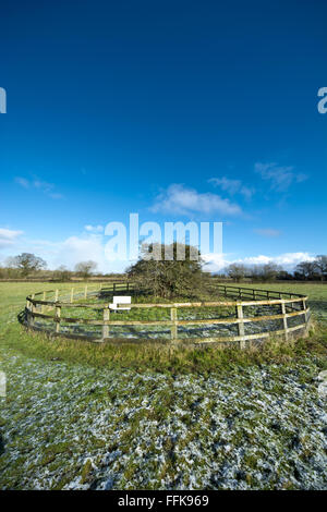 Hethel alten antiken Dornenbaum Stockfoto