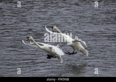 Zwei Trumpeter Schwäne kommen für eine Landung auf dem Mississippi River bei Swan Park, Monticello, MN, USA Stockfoto