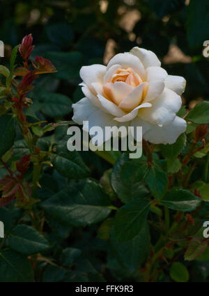 Rosa ' Ausquest, im Vereinigten Königreich von David Austin Roses Limited (UK) im Jahr 2000 als "Crocus Rose" eingeführt. Stockfoto