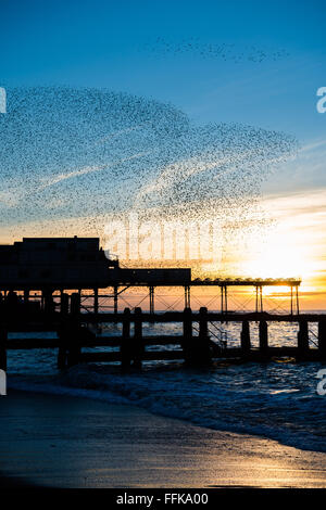 Aberystwyth Wales UK, Montag, 15. Februar 2016 UK Wetter: am Ende von einem kalten Wintertag, Schwärme von Tausenden von winzigen Stare fliegen in großen "Murmurations" über die Stadt und das Meer Pier bei Sonnenuntergang über die Cardigan Bay in Aberystwyth an der Westküste von Wales.  Die Vögel Schlafplatz auf den gusseisernen Beinen des viktorianischen Pier, einer der wenigen städtischen Quartiere in den UK-Kredit: Keith Morris/Alamy Live-Nachrichten Stockfoto