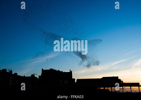 Aberystwyth Wales UK, Montag, 15. Februar 2016 UK Wetter: am Ende von einem kalten Wintertag, Schwärme von Tausenden von winzigen Stare fliegen in großen "Murmurations" über die Stadt und das Meer Pier bei Sonnenuntergang über die Cardigan Bay in Aberystwyth an der Westküste von Wales.  Die Vögel Schlafplatz auf den gusseisernen Beinen des viktorianischen Pier, einer der wenigen städtischen Quartiere in den UK-Kredit: Keith Morris/Alamy Live-Nachrichten Stockfoto