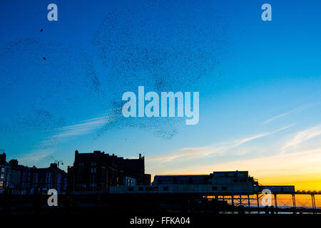 Aberystwyth Wales UK, Montag, 15. Februar 2016 UK Wetter: am Ende von einem kalten Wintertag, Schwärme von Tausenden von winzigen Stare fliegen in großen "Murmurations" über die Stadt und das Meer Pier bei Sonnenuntergang über die Cardigan Bay in Aberystwyth an der Westküste von Wales.  Die Vögel Schlafplatz auf den gusseisernen Beinen des viktorianischen Pier, einer der wenigen städtischen Quartiere in den UK-Kredit: Keith Morris/Alamy Live-Nachrichten Stockfoto