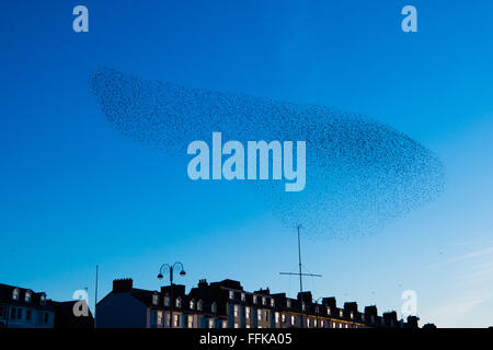 Aberystwyth Wales UK, Montag, 15. Februar 2016 UK Wetter: am Ende von einem kalten Wintertag, Schwärme von Tausenden von winzigen Stare fliegen in großen "Murmurations" über die Stadt und das Meer Pier bei Sonnenuntergang über die Cardigan Bay in Aberystwyth an der Westküste von Wales.  Die Vögel Schlafplatz auf den gusseisernen Beinen des viktorianischen Pier, einer der wenigen städtischen Quartiere in den UK-Kredit: Keith Morris/Alamy Live-Nachrichten Stockfoto