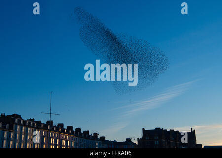 Aberystwyth Wales UK, Montag, 15. Februar 2016 UK Wetter: am Ende von einem kalten Wintertag, Schwärme von Tausenden von winzigen Stare fliegen in großen "Murmurations" über die Stadt und das Meer Pier bei Sonnenuntergang über die Cardigan Bay in Aberystwyth an der Westküste von Wales.  Die Vögel Schlafplatz auf den gusseisernen Beinen des viktorianischen Pier, einer der wenigen städtischen Quartiere in den UK-Kredit: Keith Morris/Alamy Live-Nachrichten Stockfoto