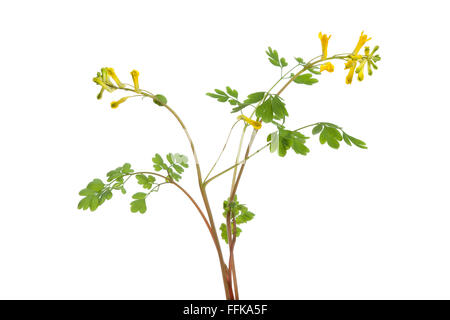 Zweig der frische Blüte Rue auf weißem Hintergrund Stockfoto