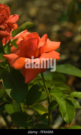 DUFTENDE Rosa Wolke, Rose Stockfoto