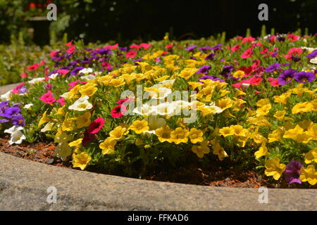 Gruppe von Petunien auf einem Blumenbeet Stockfoto