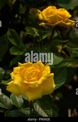 Rosa, Gold-Marie, Rose, Floribunda, gelb. Stockfoto
