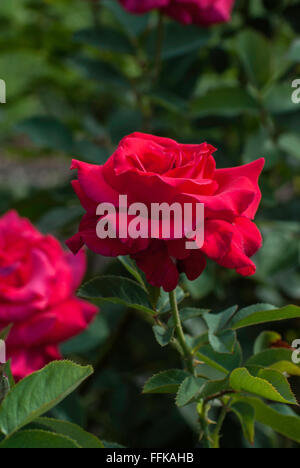 Rosa, Let Freedom Ring, Rose, TEEHYBRIDE, rot Stockfoto