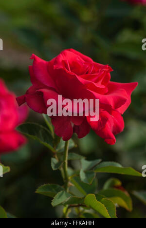 Rosa, Let Freedom Ring, Rose Stockfoto