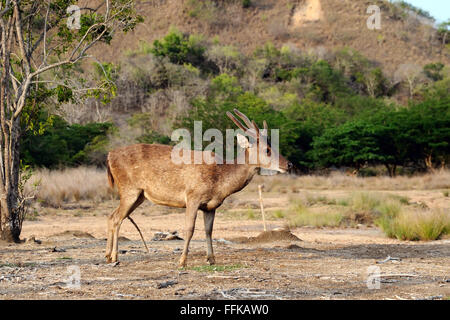Ein Rusahirsch Flores ist alert im Komodo-Nationalpark (Rusa Floresiensis, Komodo Hirschen, Flores Rusahirsch), Indonesien Stockfoto