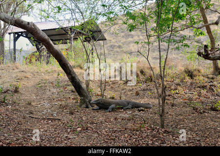 Ein Komodowaran ist Warnung im Komodo National park Stockfoto