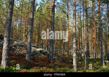 Kiefernwald zu erhellen, von der Sonne mit einem bunten Blackberry und Moos Abdeckung, Puumala, Finnland Stockfoto