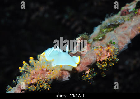 Nacktschnecke (Avernis Ardeadoris) sitzen auf einem Stück von Korallen, Panglao, Philippinen Stockfoto