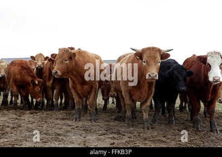 Kuhherde in matschigen Feld. Stockfoto