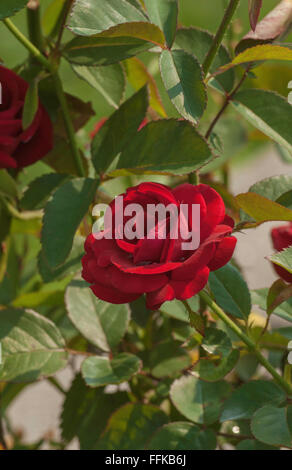 Rosa Rüschen rot, rosa, rot, dunkel, Edelrosen Stockfoto