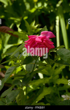 Rosa 'Zéphirine Drouhin'. Rose Stockfoto