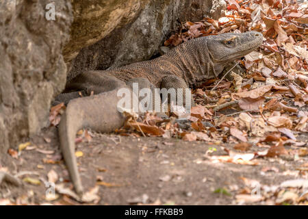 Komodo-Waran oder Komodo zu überwachen, (Varanus Komodoensis), Nationalpark Komodo, Rinca Island, Nusa Tenggara, Indonesien Stockfoto