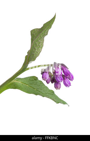 Lila gemeinsame Beinwell Blumen auf weißem Hintergrund Stockfoto