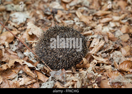 Igel im Herbstlaub aufgerollt Stockfoto