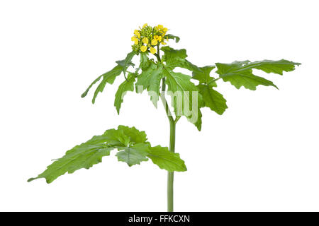 Frische gelbe Senf Blütenpflanze auf weißem Hintergrund Stockfoto