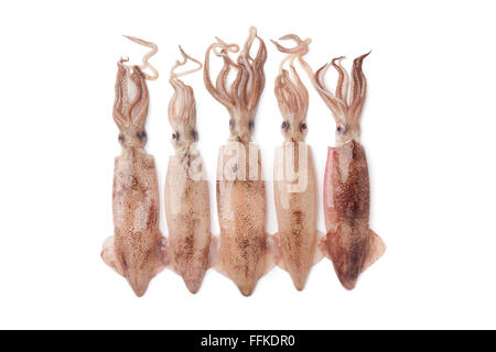 Frische rohe Calamari auf weißem Hintergrund Stockfoto