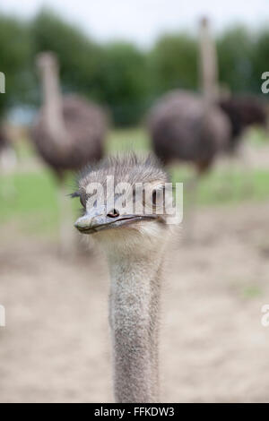 Junge Strauß Vogel auf einem Bauernhof Stockfoto