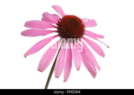 Echinacea Purpurea Einzelblüte auf weißem Hintergrund Stockfoto