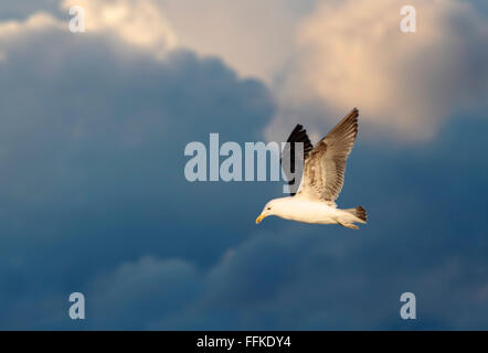 Seetang Möwe im Flug am Strand von Whangamata, Coromandel Peninsula, Neuseeland Stockfoto