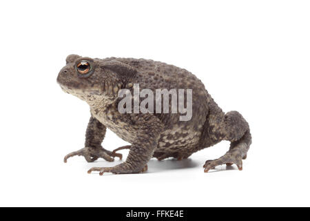Gemeinsamen Kröte auf weißem Hintergrund Stockfoto