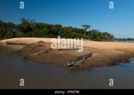 Kaimane sonnen sich am Strand im Pantanal Stockfoto