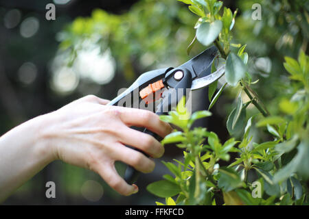Gartengeräte, Schere beschneiden. Pflanzen zu beschneiden, Frühling Behandlungen. Frau grün Busch Klipper im Garten schneiden Stockfoto