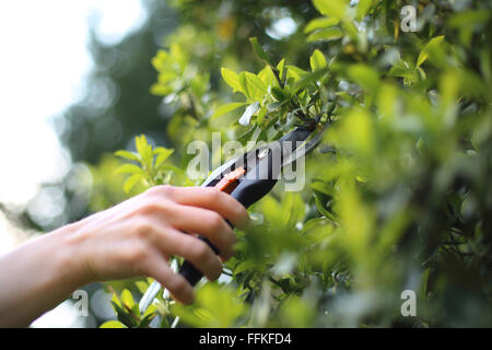 Gartengeräte, Schere beschneiden. Pflanzen zu beschneiden, Frühling Behandlungen. Frau grün Busch Klipper im Garten schneiden Stockfoto