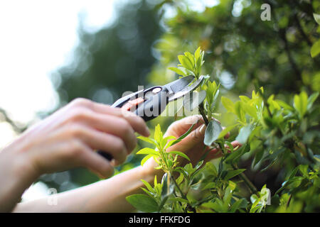 Gartengeräte, Schere beschneiden. Pflanzen zu beschneiden, Frühling Behandlungen. Frau grün Busch Klipper im Garten schneiden Stockfoto