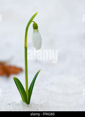 Schneeglöckchen Blüten blühen im winter Stockfoto