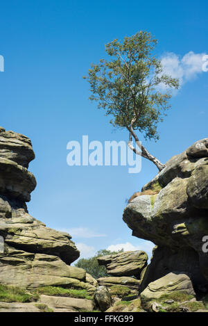 Brimham Rocks in der Nähe von Ripon, North Yorkshire, ist Teil des Bereichs Nidderdale von außergewöhnlicher natürlicher Schönheit Stockfoto