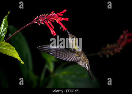 Düstere Kolibri aus dem Atlantischen Regenwald Brasiliens SE Stockfoto