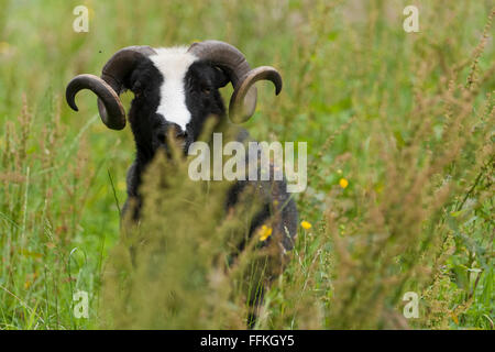 Balwen Ram - eine Rasse des walisischen Schafe Stockfoto