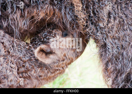 Aberdeen Angus Kalb säugen Stockfoto