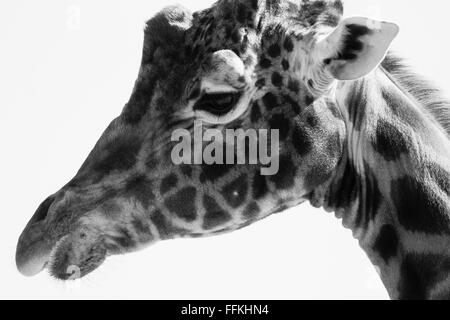 Giraffe-Porträt in schwarz / weiß Stockfoto