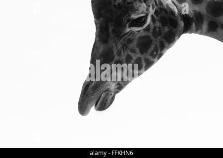 Giraffe-Porträt in schwarz / weiß Stockfoto