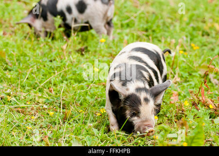 Kunekune Schwein - ein Stammbaum-Schwein, das in den frühen 90er Jahren in Großbritannien eingeführt wurde Stockfoto