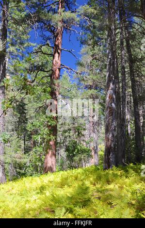 West Fork Trail, Land der roten Felsen, Sedona, Arizona Stockfoto