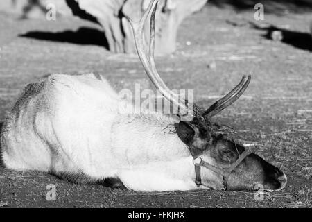 Rentiere sind bekannt als Caribou in Nordamerika - und sind berühmt für ziehende Santa's slay! Stockfoto