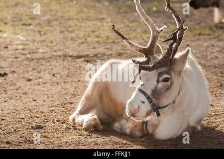 Rentiere sind bekannt als Caribou in Nordamerika - und sind berühmt für ziehende Santa's slay! Stockfoto