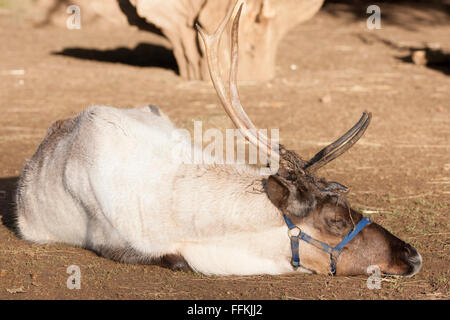 Rentiere sind bekannt als Caribou in Nordamerika - und sind berühmt für ziehende Santa's slay! Stockfoto