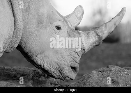 Breitmaulnashorn sind das größte Mitglied der Rhino-Familie Stockfoto