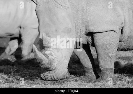 Breitmaulnashorn sind das größte Mitglied der Rhino-Familie Stockfoto