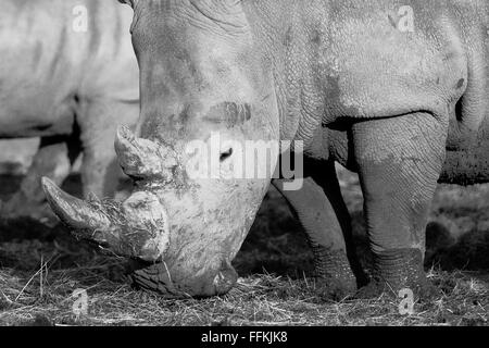 Breitmaulnashorn sind das größte Mitglied der Rhino-Familie Stockfoto